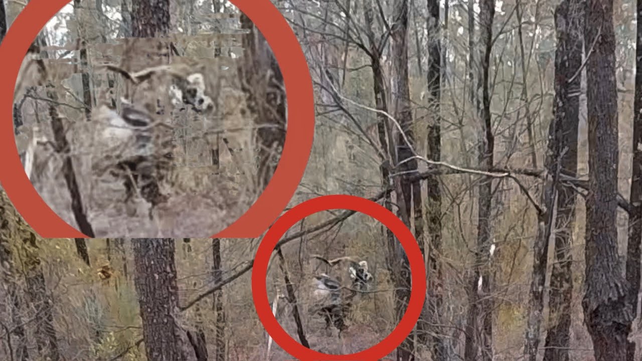 Pilliga pre - rut , goat hunting 
