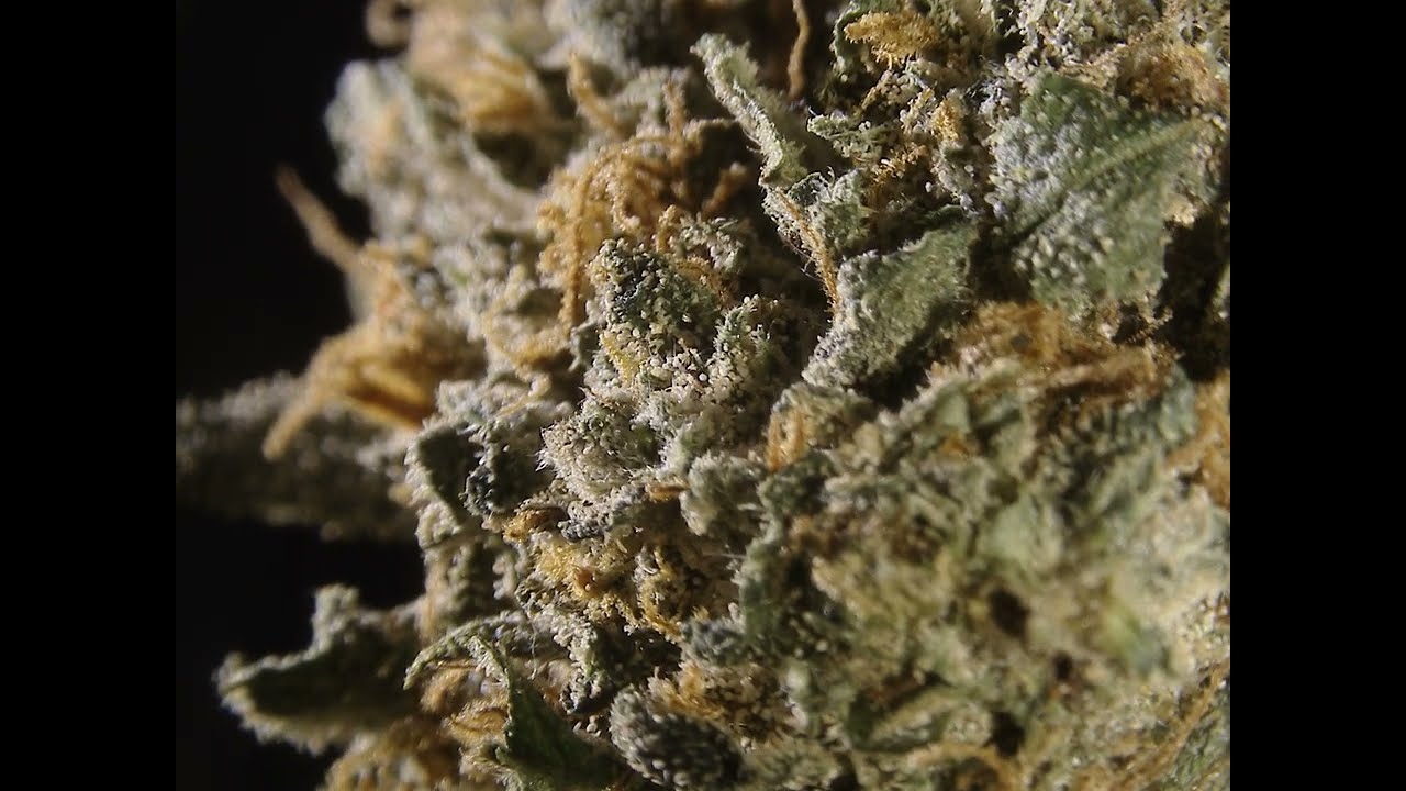 Premium CBD Bl&uuml;te unter einem 3D Mikroskop