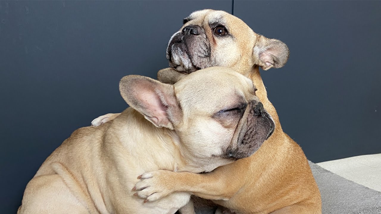 Why I Love My French Bulldogs