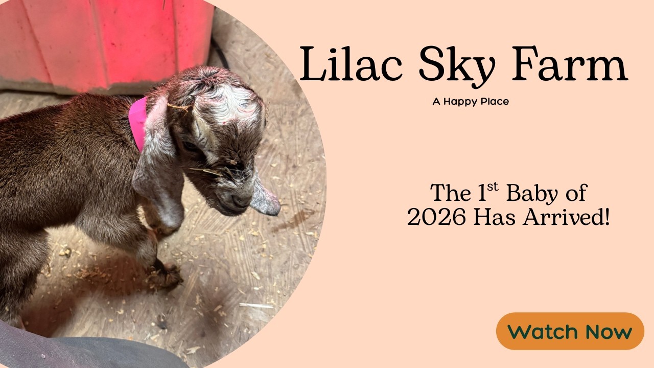 The 1st Baby Goat of 2026 Has Arrived | Let The Fun Begin