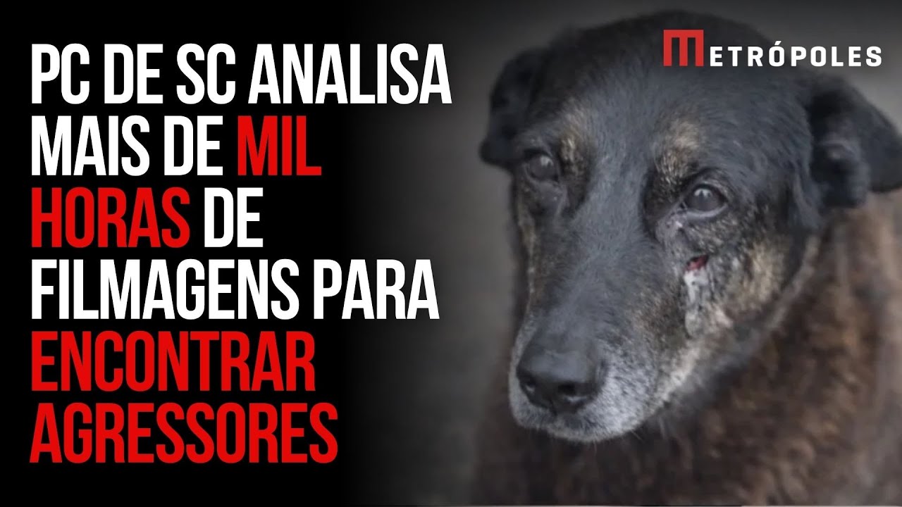 Cão Orelha: mil horas de imagens levaram a polícia aos suspeitos