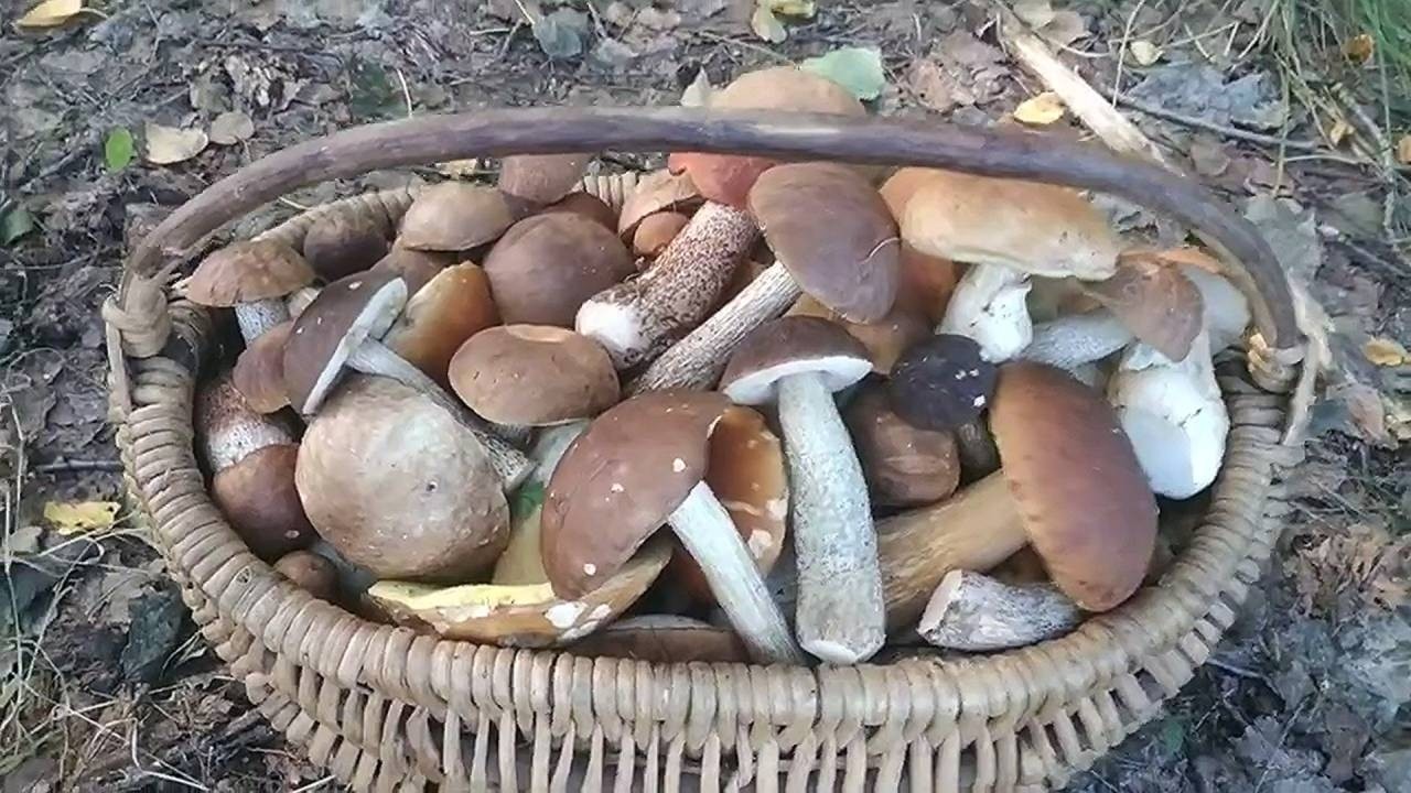 Лігні Спогади Одного Грибного Дня  БЕЗ КОМЕНТАРІЇВ