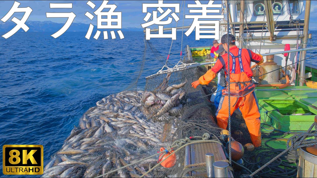 【タラ漁】牛滝地区の漁師に密着【青森県佐井村】8K