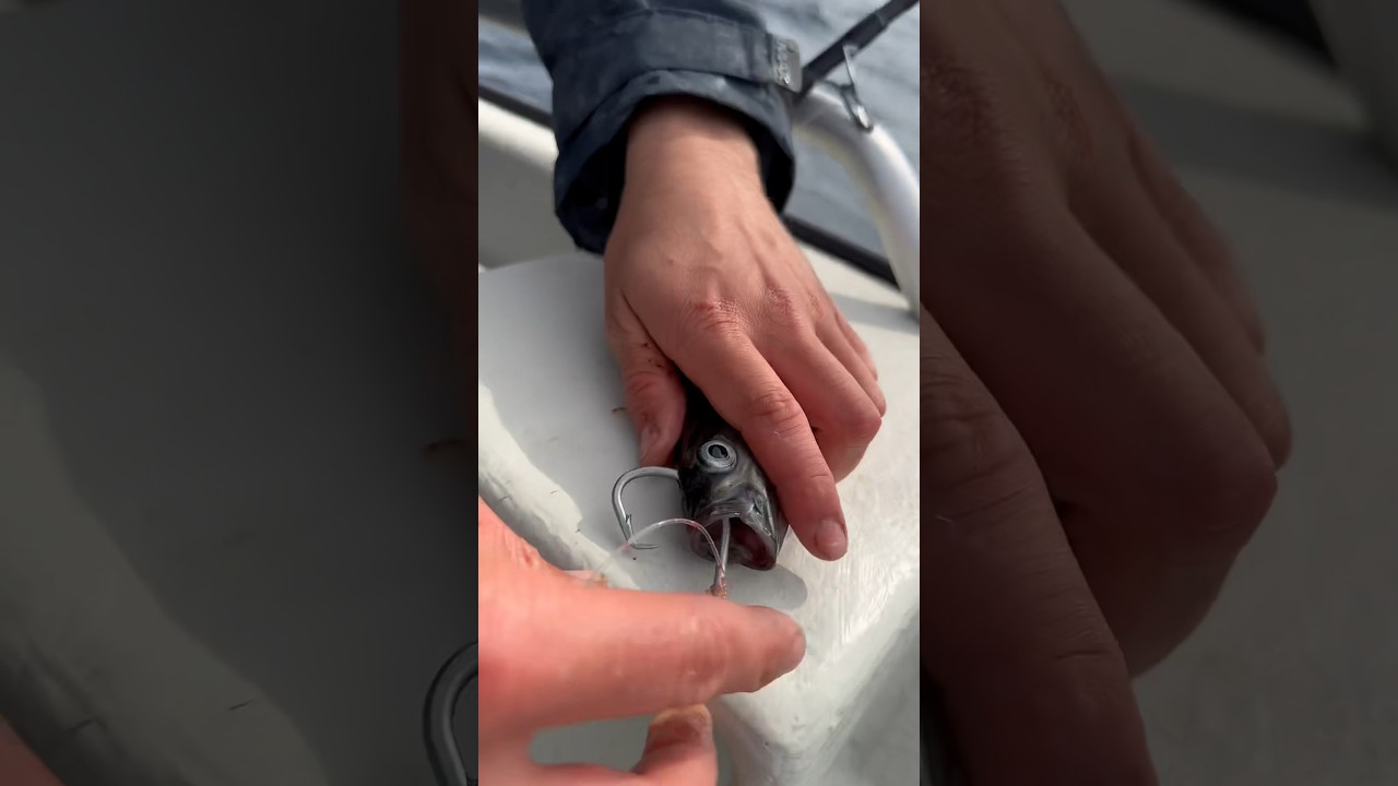 #halibut #halibutfishing #norwayfishing #norwegenangeln #heilbutt #heilbuttangeln #kveite #fishing