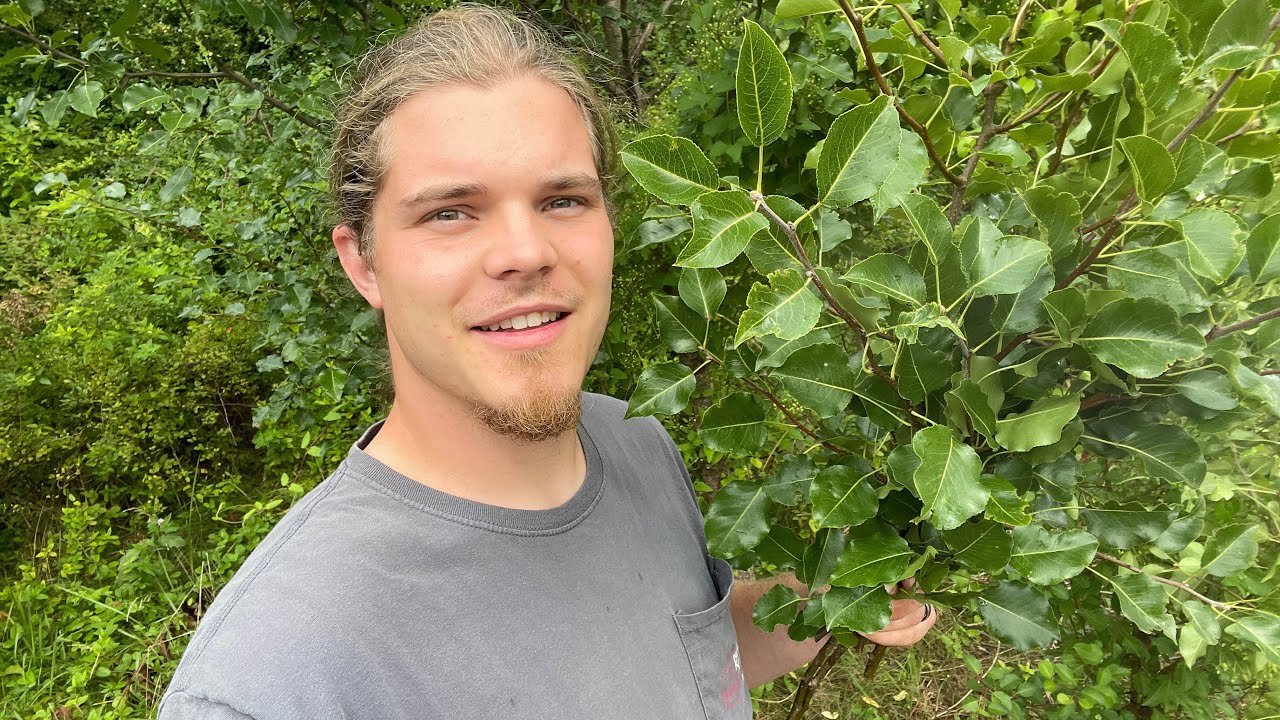 $50 an Hour - Cutting Greenery with The Flower Guy