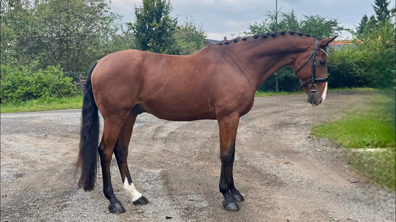 Taranitino , GELDING 2013