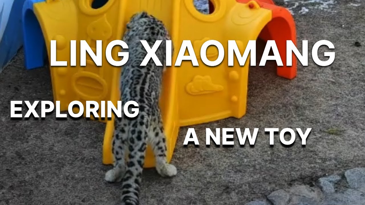 Ling Xiaomang the Snow Leopard Explores His New Toy | Mar 10, 2026 | Snow Leopard Watch