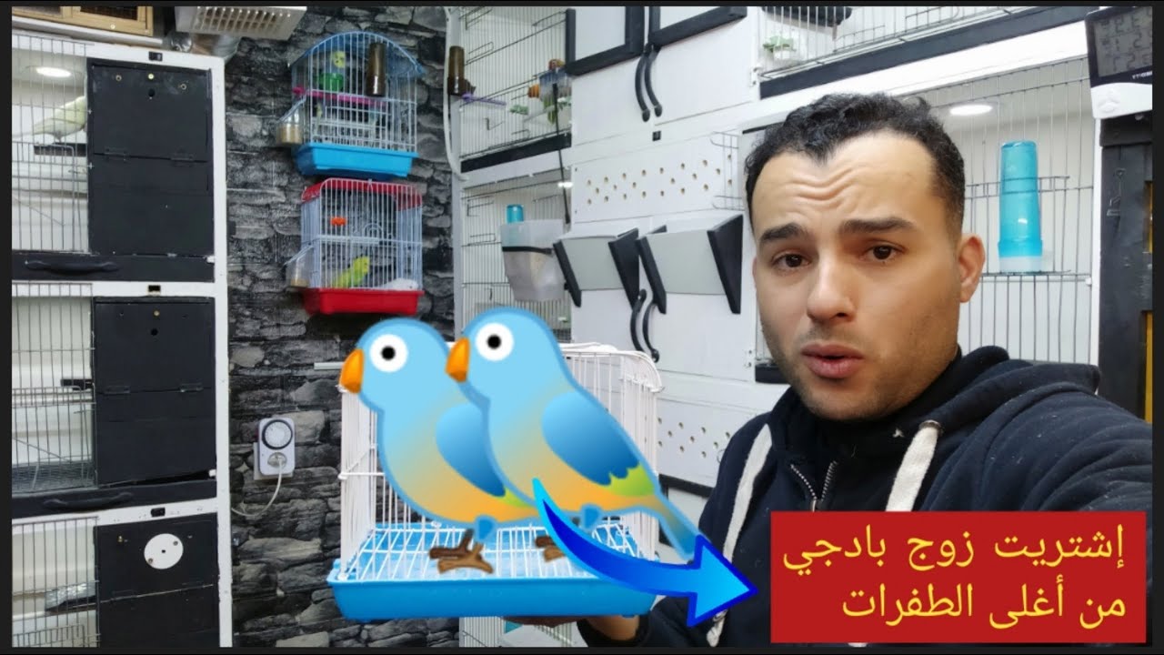 شريت زوج جديد من أغلى الطفرات🐦 ودرت آخر اللمسات على المزرعة💓 وشكلها الجديد غايفجئكم💯