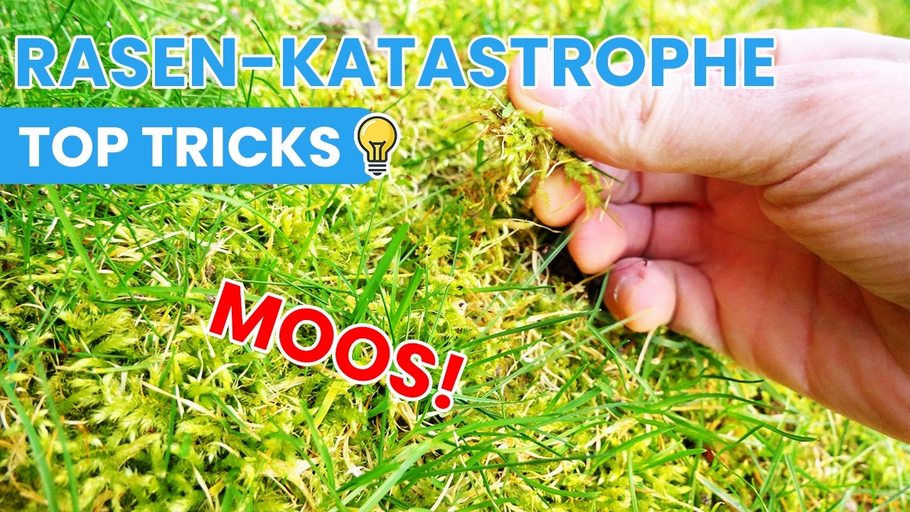 Rasen im Frühjahr perfekt machen in 14 Tagen und einfach Moos entfernen