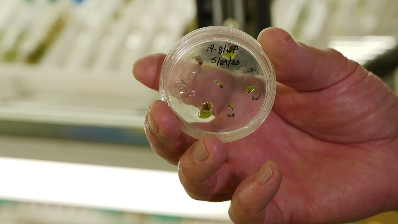 Sweet Potato Disease Research at Burden Center - Dr.  Chris Clark