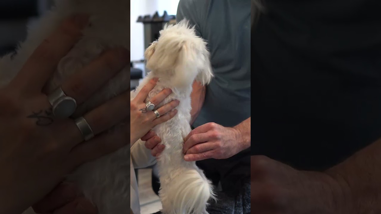 LITTLE DOG'S KNEE IS OUT 😱 Animal Chiropractor