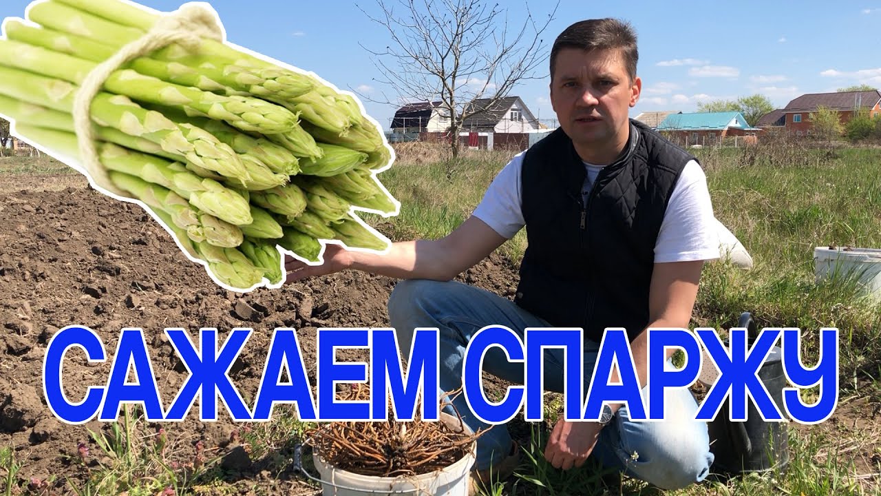 Сажаем спаржу. Как я это делаю.