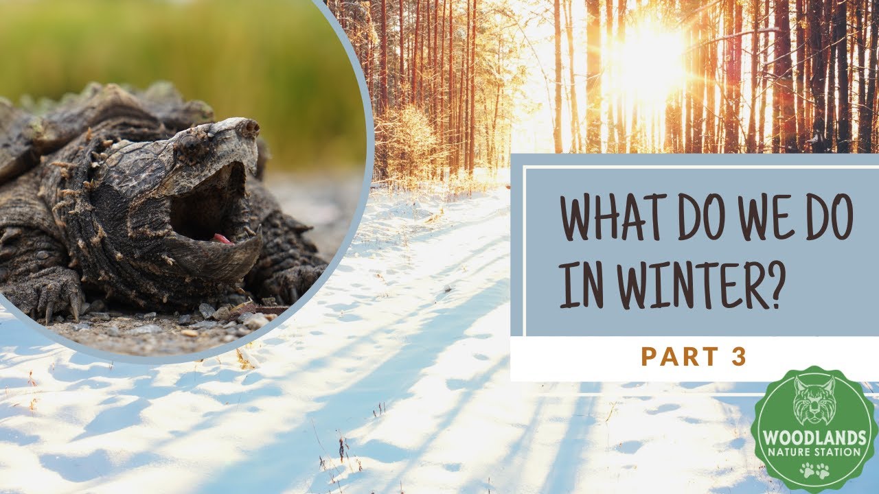 What Do We Do In Winter  Part 3  Snapping Turtles