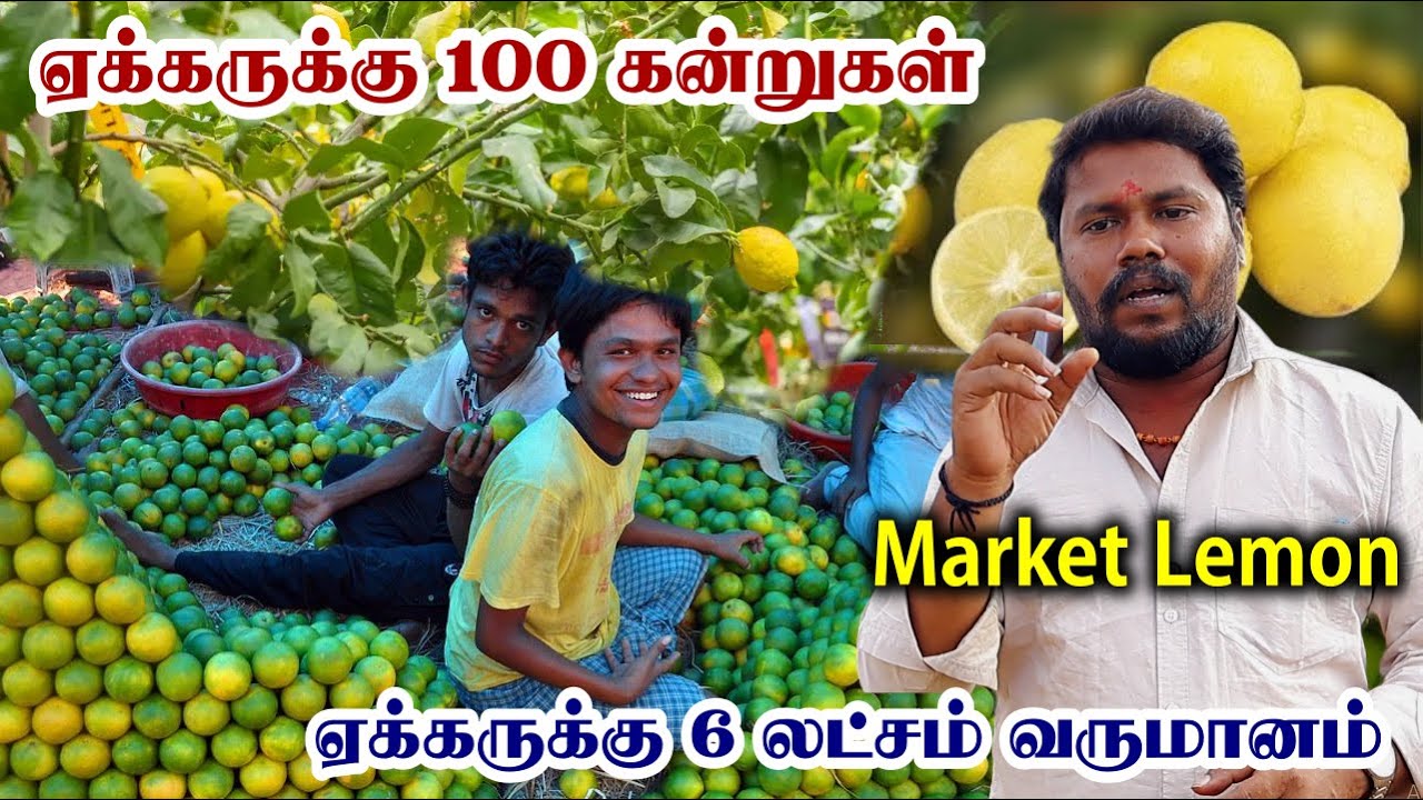 ஆண்டுக்கு 6 லட்சம் லாபம் தரும் Market Lemon | செடிக்கு 100Kg வரை காய்க்கும் | Market Lemon Farming