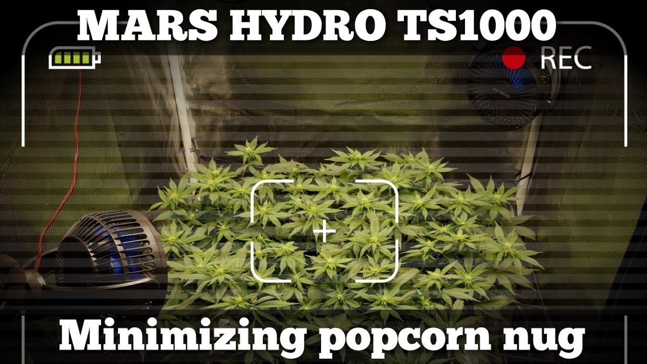 Mars Hydro TS1000 Ep5 - Minimizing popcorn, larf, Airy nugs
