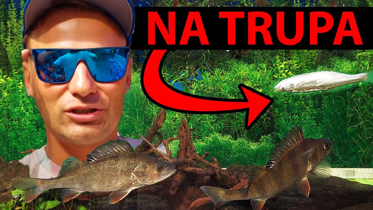 Okonie na trupa & nowe okulary Hype Tackle