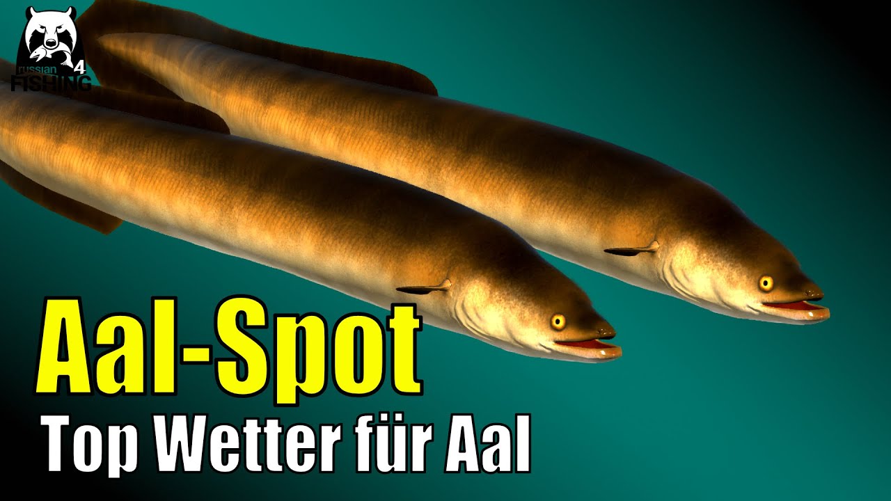 Russian Fishing 4 - Alte Festung - Alter Aal-Spot! Top Wetter für Aalangeln in RF4 #rf4