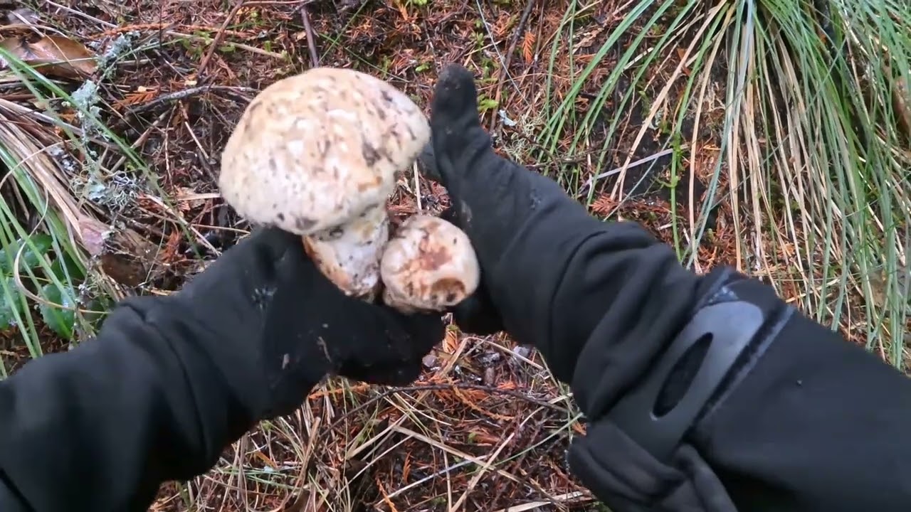  Matsutake, Pine mushrooms picking 2025 2 / 2