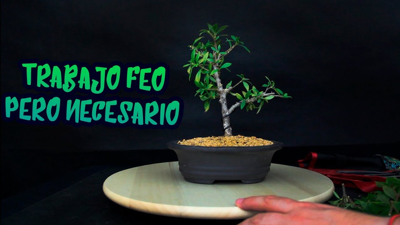 Poda RADICAL Gardenia Jasminoides para formarla como bonsai