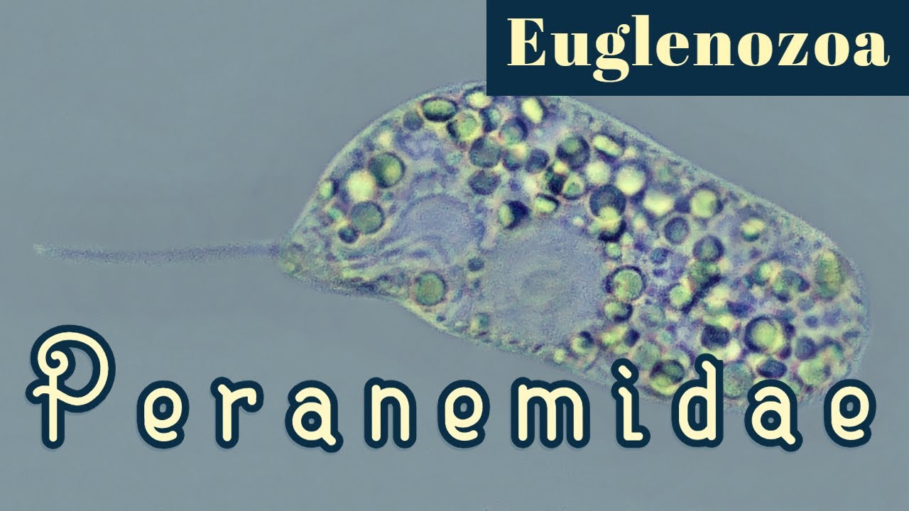 Peranemidae (Euglenozoa)
