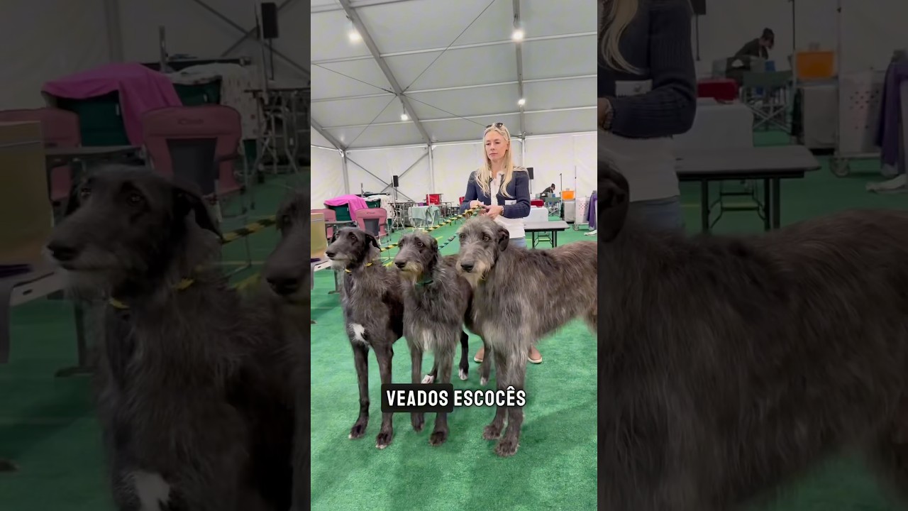 #scottishdeerhound #deerhound #cachorro #caodecaca #caodetrabalho #caofuncional #cinofilia