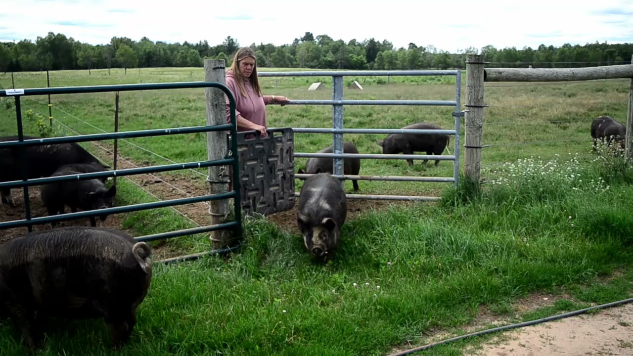 Sorting Idaho Pasture Pigs