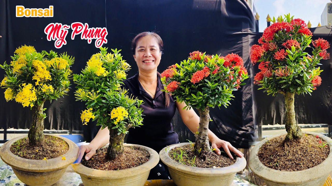Rực Rỡ 19/1 Lô Trang Hồng Phấn - Đỏ - Vàng đang rộ hoa chơi Tết | Mỹ Phụng - LTK Bonsai