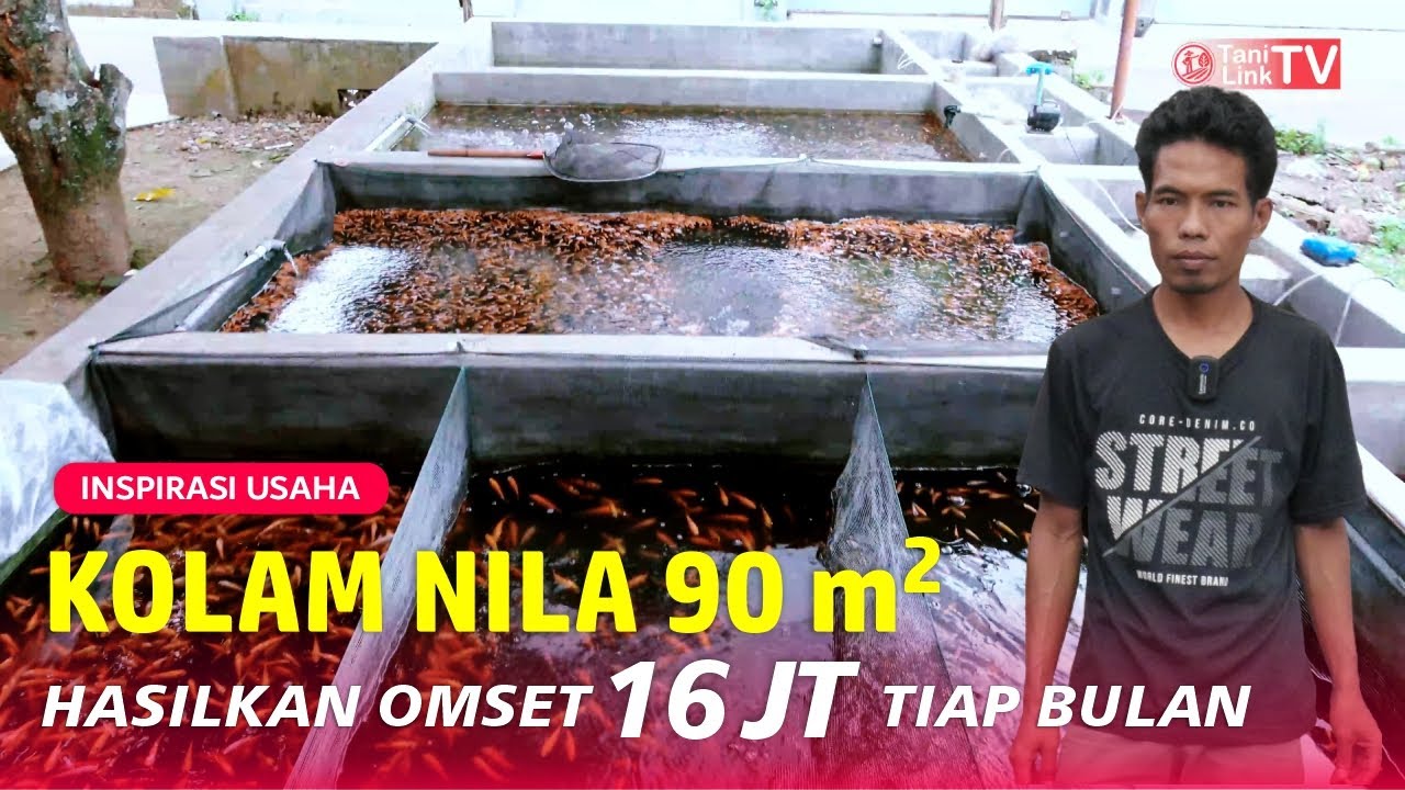 Prospek Usaha Pembibitan Ikan Nila Skala Rumahan, Omset Jutaan Cepat Balik Modal