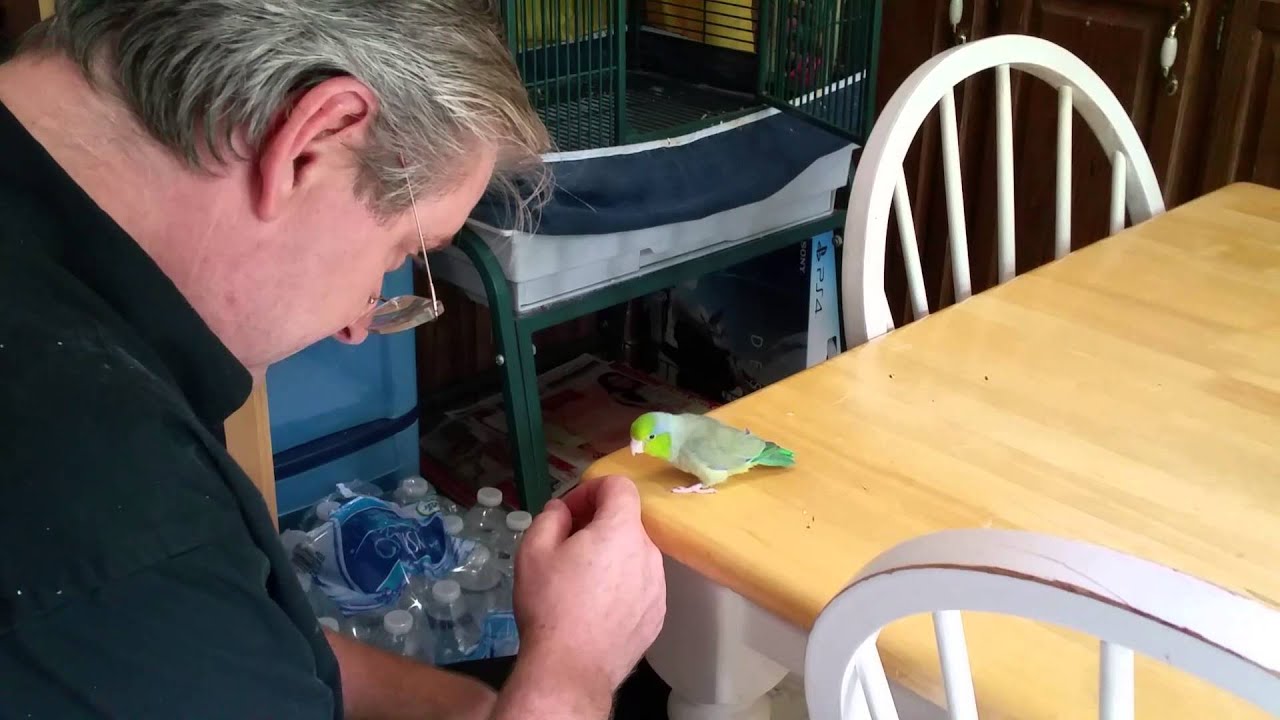 The moment we tamed our Parrotlett
