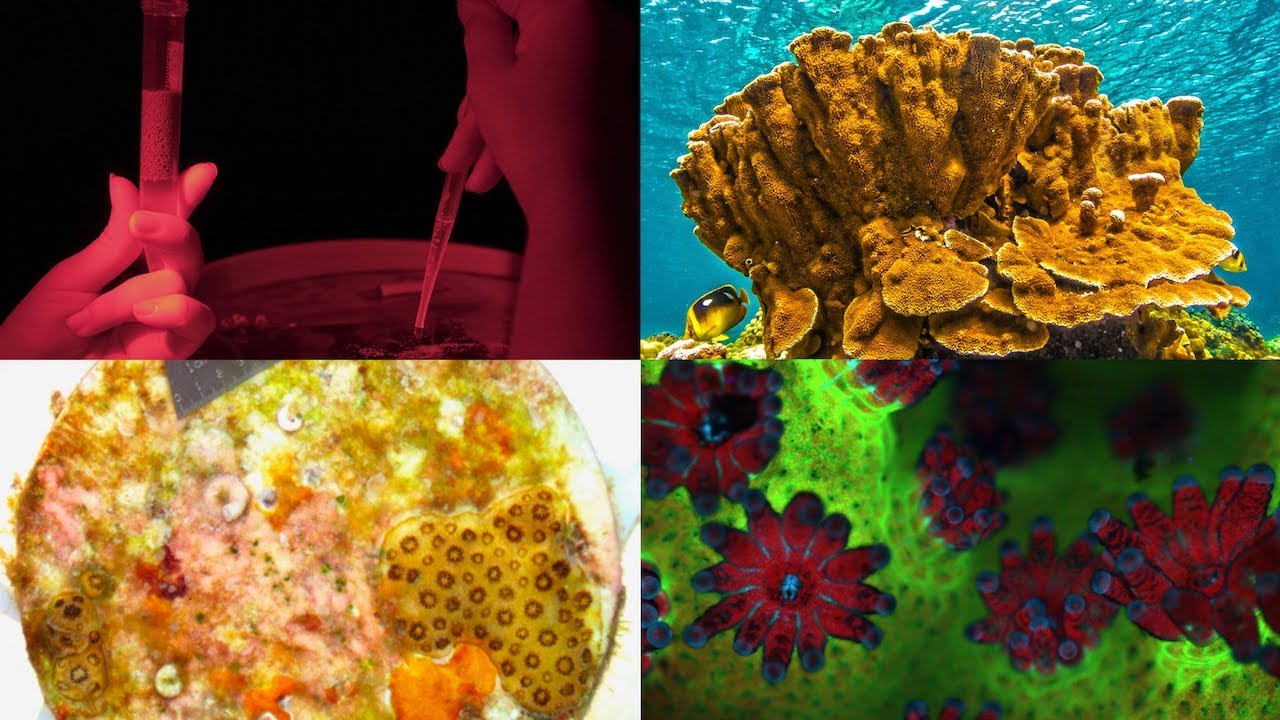 VOS5-7 Full Episode - Human Assisted Corals