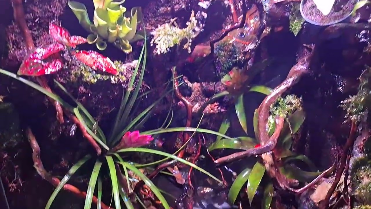 Rain Forrest jungle 