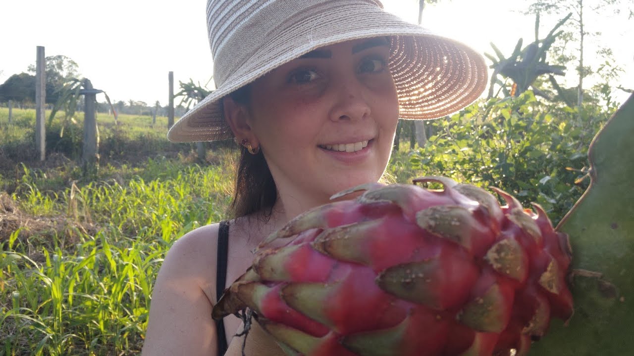 Pitaya El Grullo