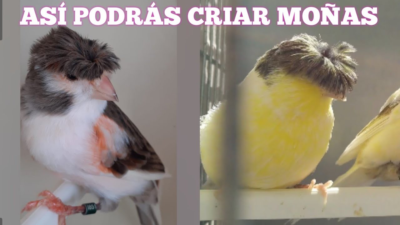 LO MÍNIMO QUE DEBES SABER PARA CRIAR MOÑAS, CORONAS, GLOSTER, COPETES | IMPRESCINDIBLE.