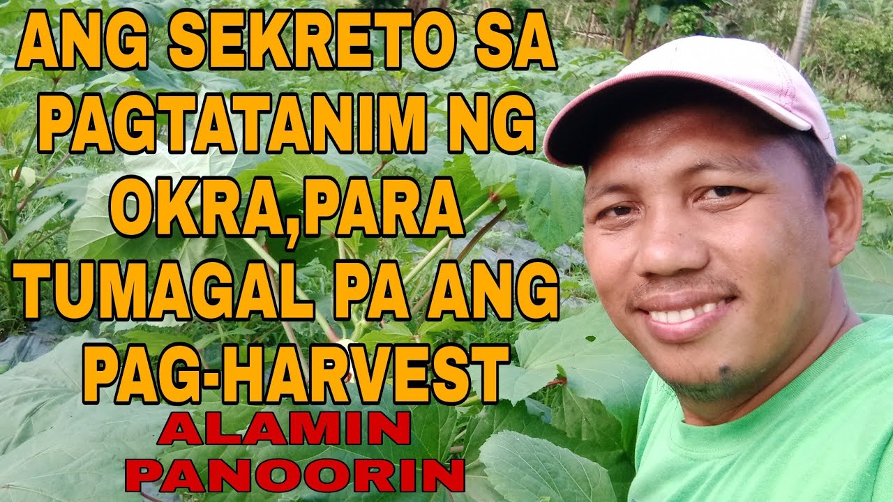SEKRETO SA PAGTATANIM NG OKRA PARA TUMAGAL PA ANG PAGHARVEST