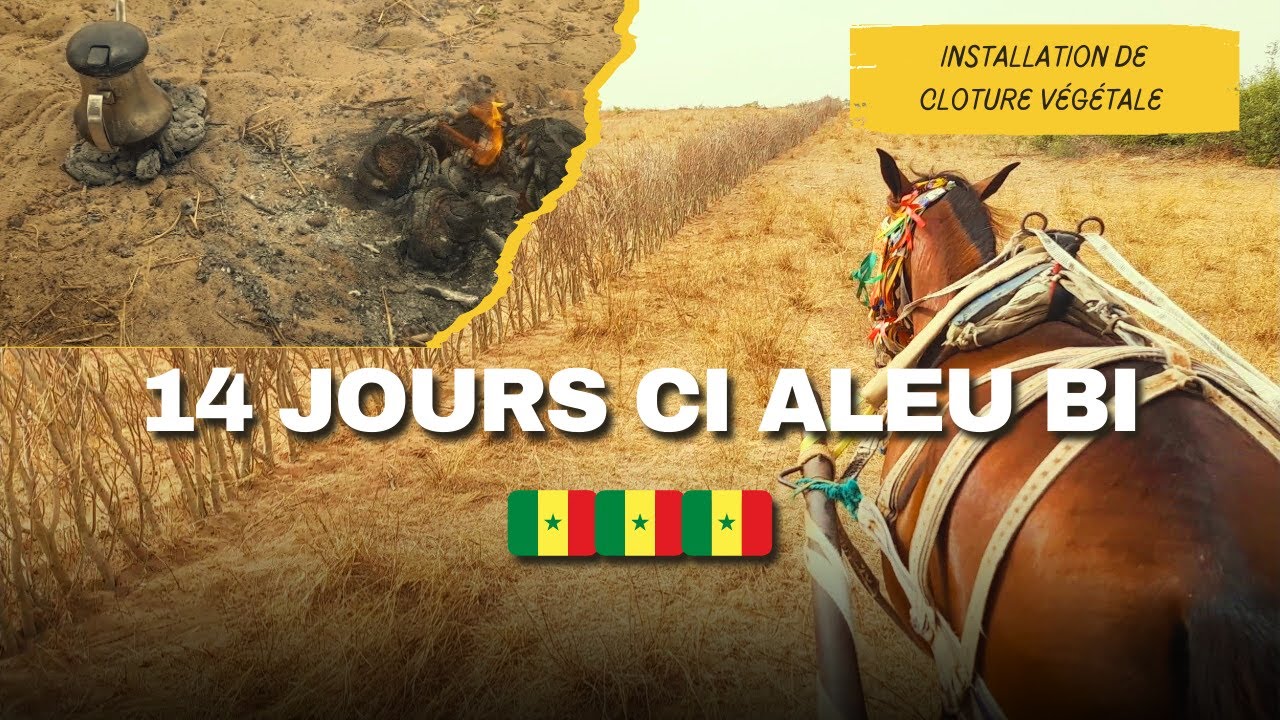Comment survivre dans la savane au Sénégal