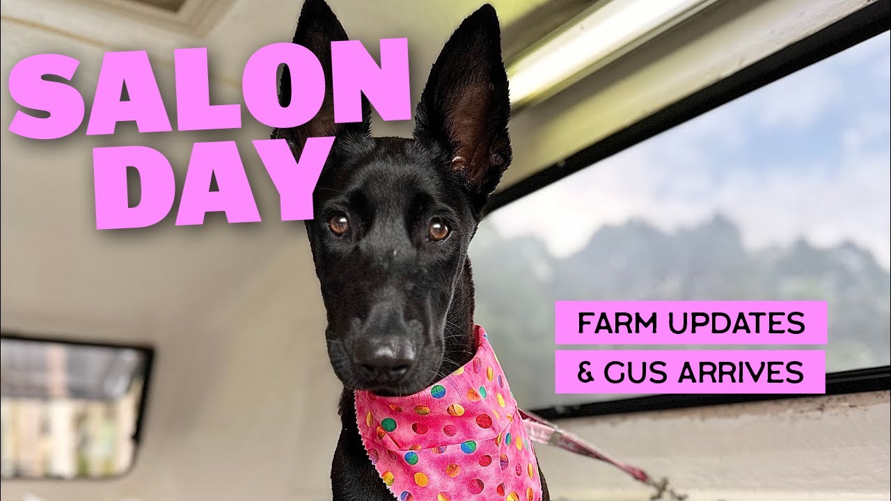 Dog Grooming Day for Rescue Dogs