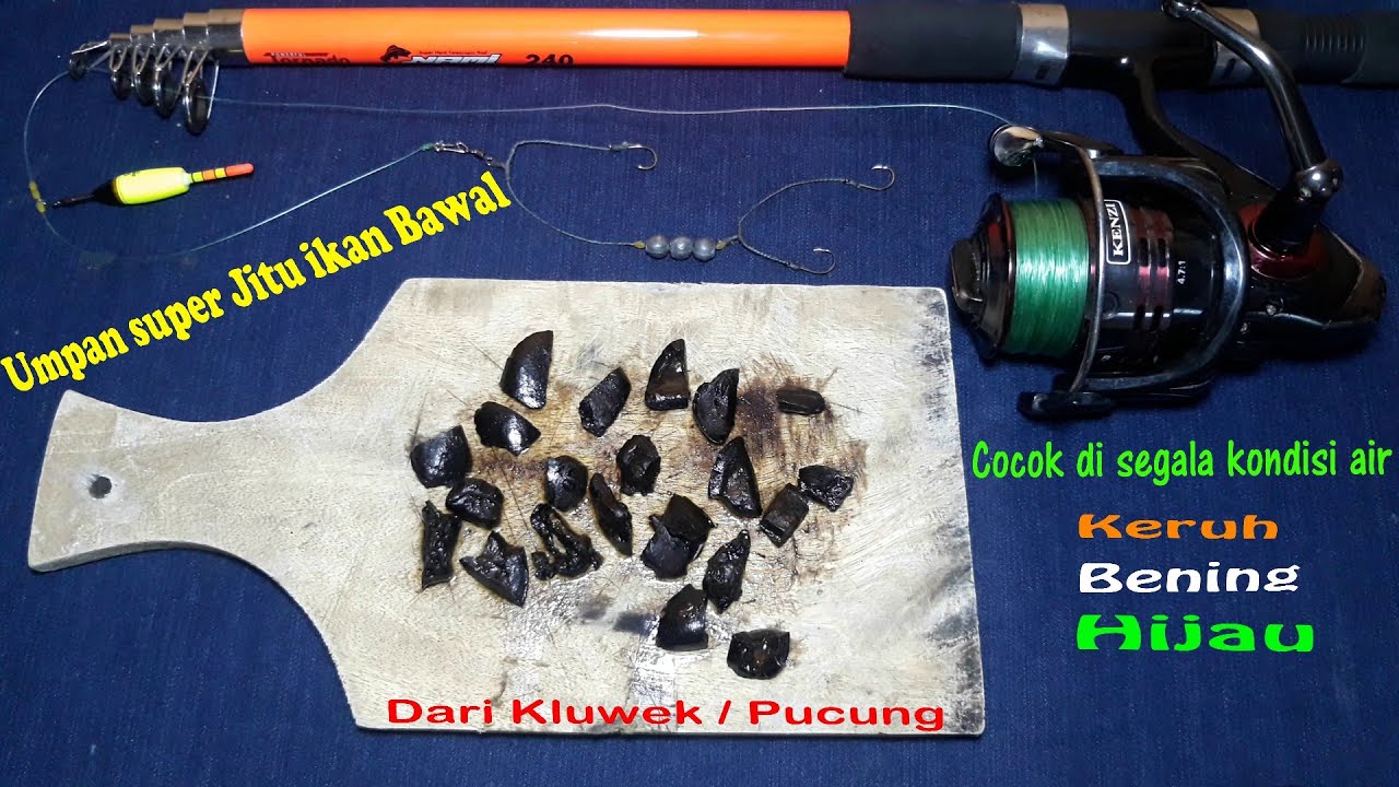 Cara membuat Umpan Super Jitu Ikan bawal dari Kluwek atau Pucung