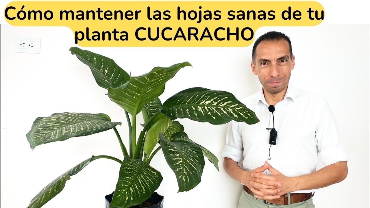 CÓMO MANTENER LAS HOJAS SANAS DE TU PLANTA CUCARACHO
