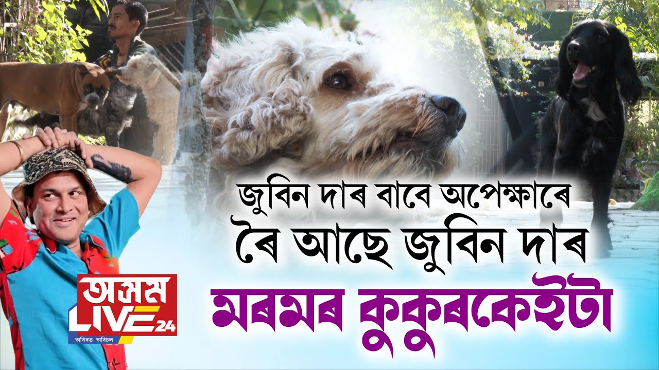 জোনালীৰ ZG ষ্টুডিঅ'ৰ বাহিৰত নিৰৱে শুই ৰৈছে জুবিন দাৰ মৰমৰ কুকুৰ কেইটাই।