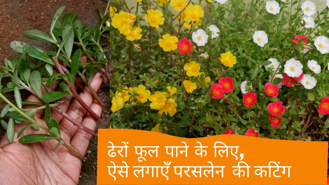 How to grow purslane from cutting- easy method | Purslane ki cutting kaise lagaen