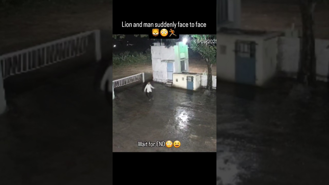 Lion Face Off in the Dead of Night 🦁 #LionEncounter #ManVsLion #NightSafari #Shorts #JungleAdventure