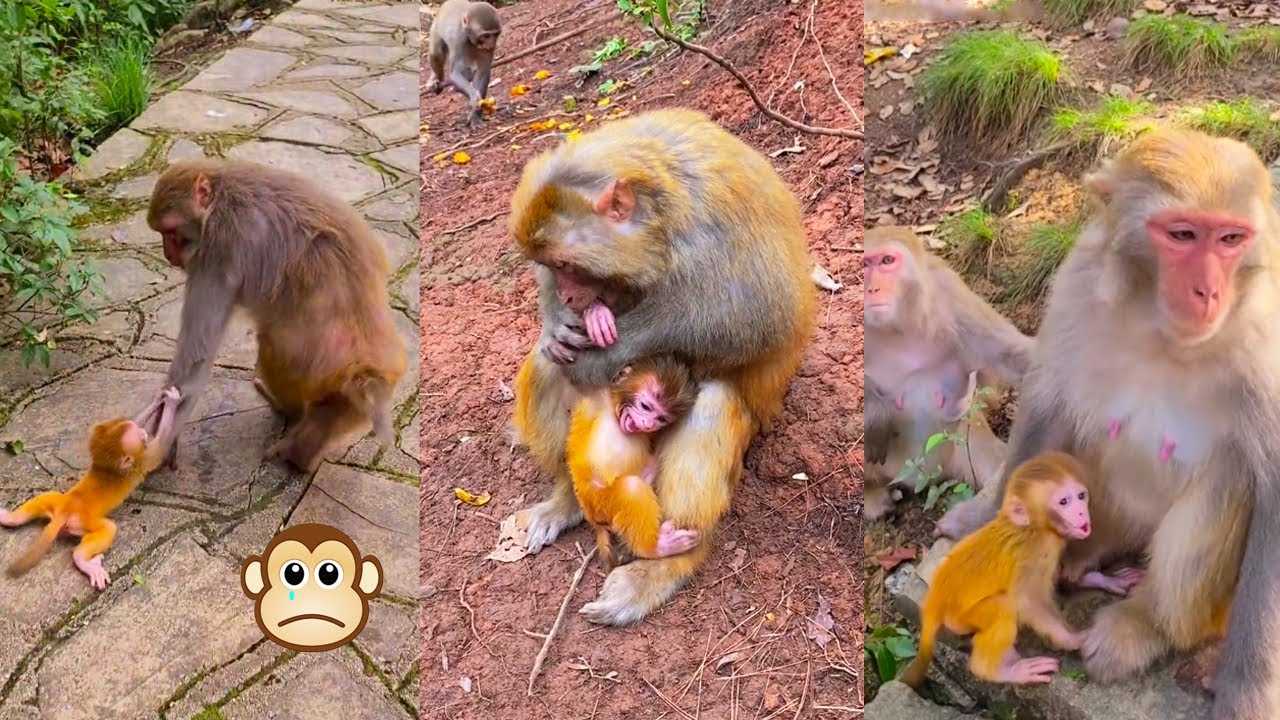 The baby monkey lost his temper and cried, what did the mother monkey do to the baby