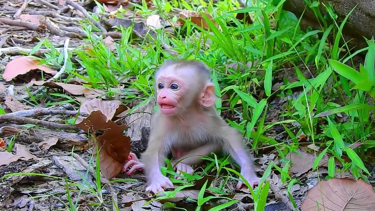 Baby monkey looking for his mom