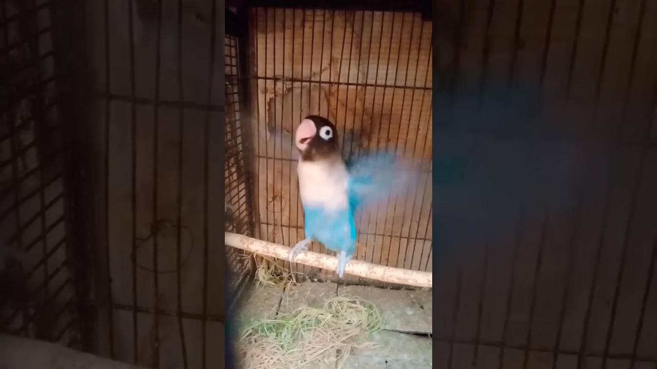 blue lovebird happy singing like you voice #like #lovebird #viral #shorts #lovebirds