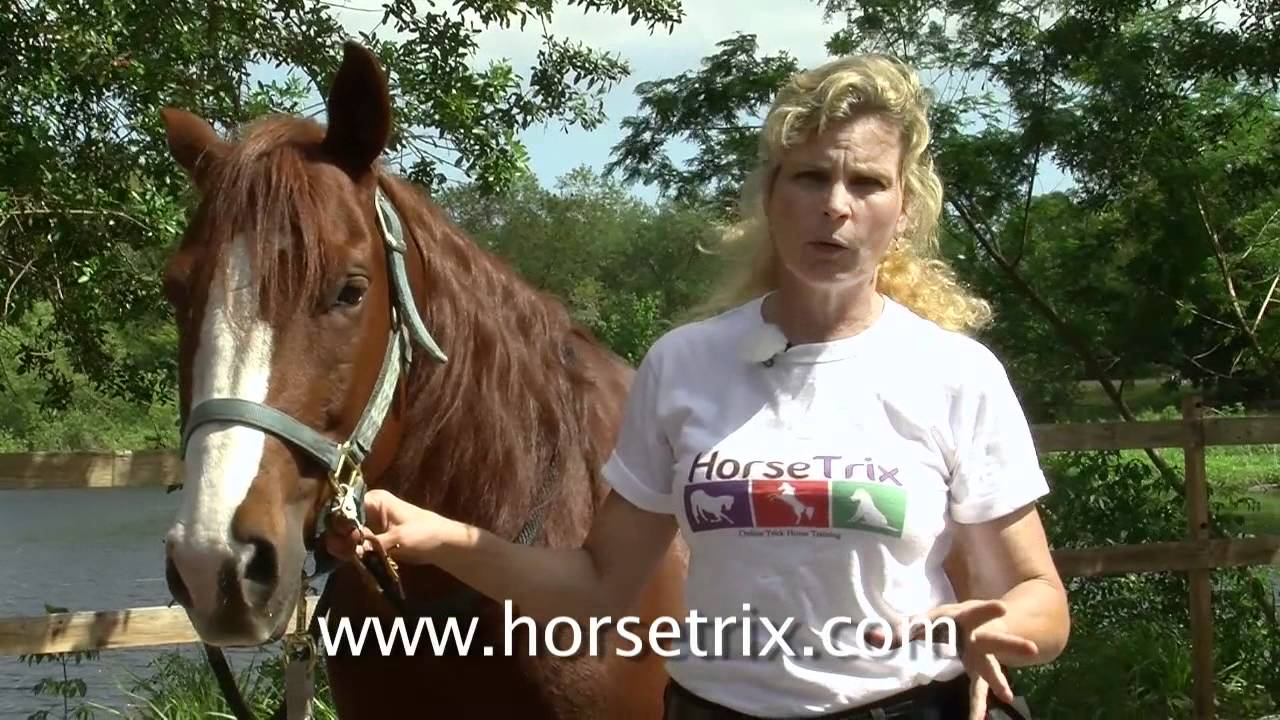 HorseTrix #3- Training the NO