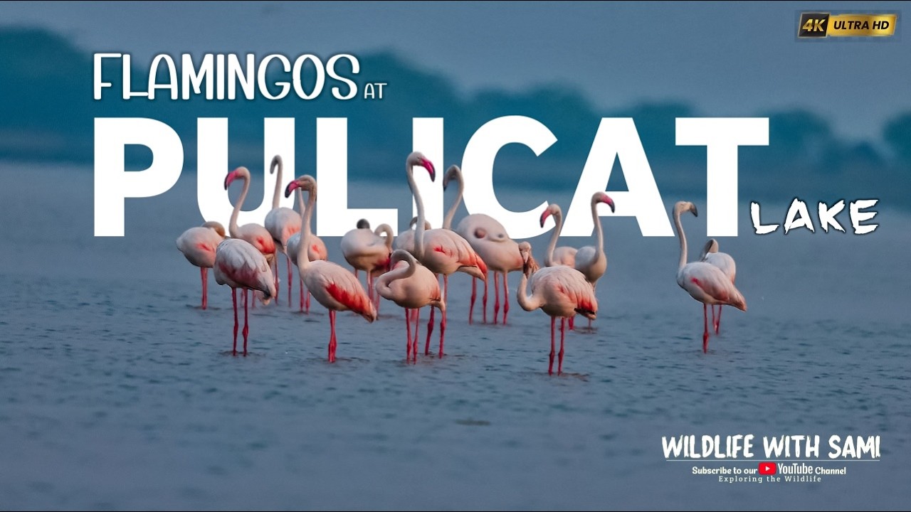 Flamingo Expedition at Pulicat Lake | India&rsquo;s Hidden Pink Paradise Near Chennai🦩l wildlife with sami