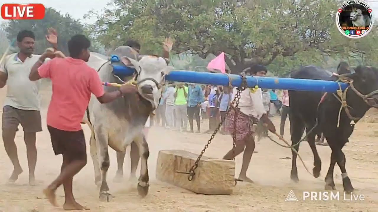 పందికోన 4పల్లు విభాగం 13వ జత రామాహనామేష్ రెడ్డి లందగిరి గ్రామం