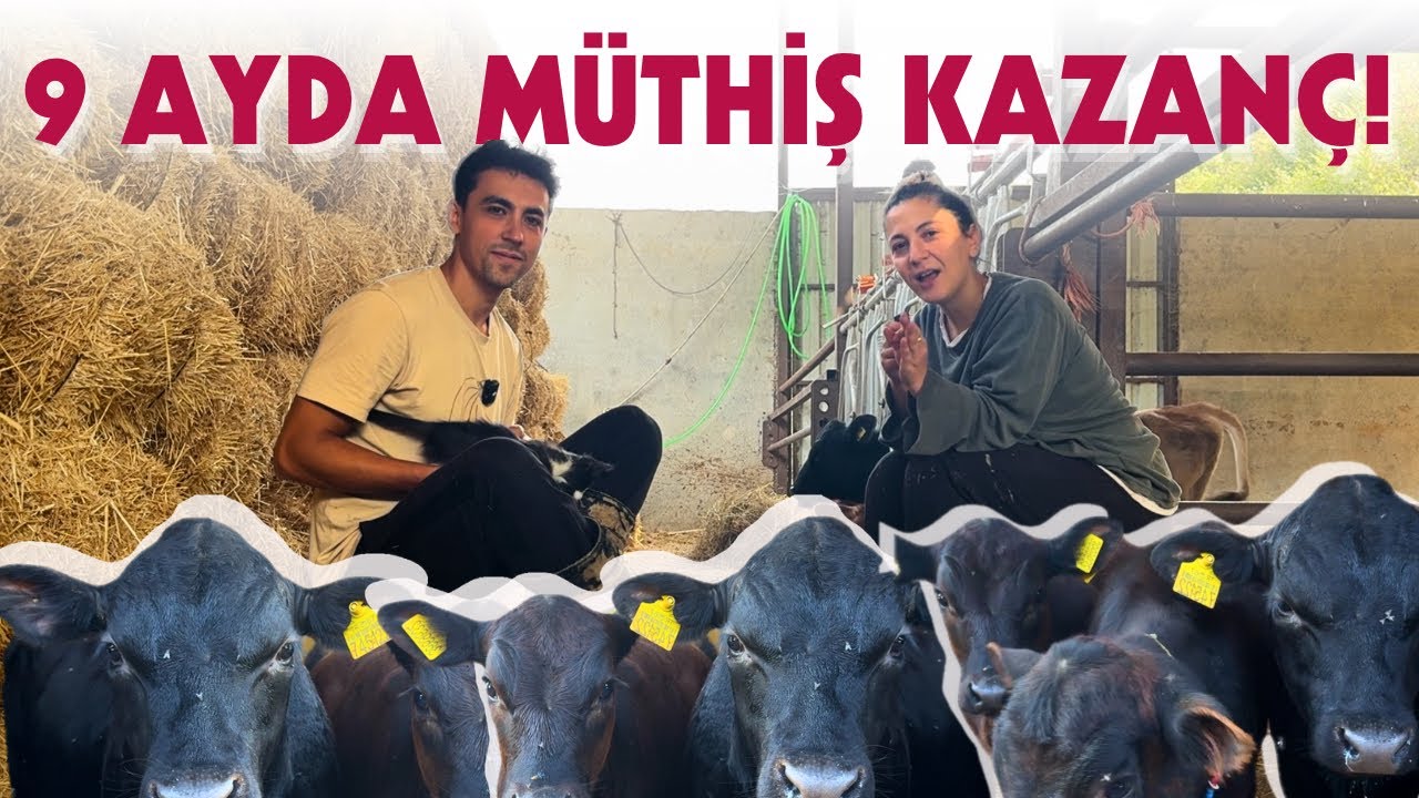 ANGUS BUZAĞILAR GİTTİ 