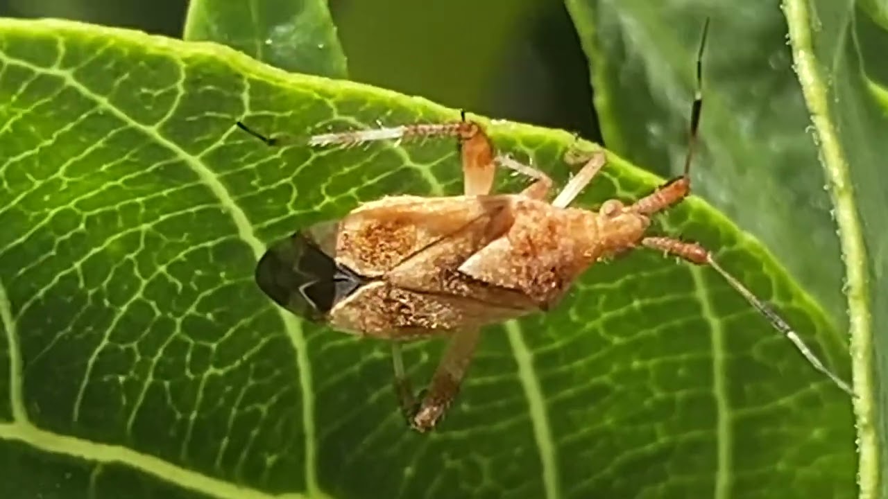 This cryptically colored bug in various shades of brown is known as the , &ldquo;Clouded plant bug&rdquo;