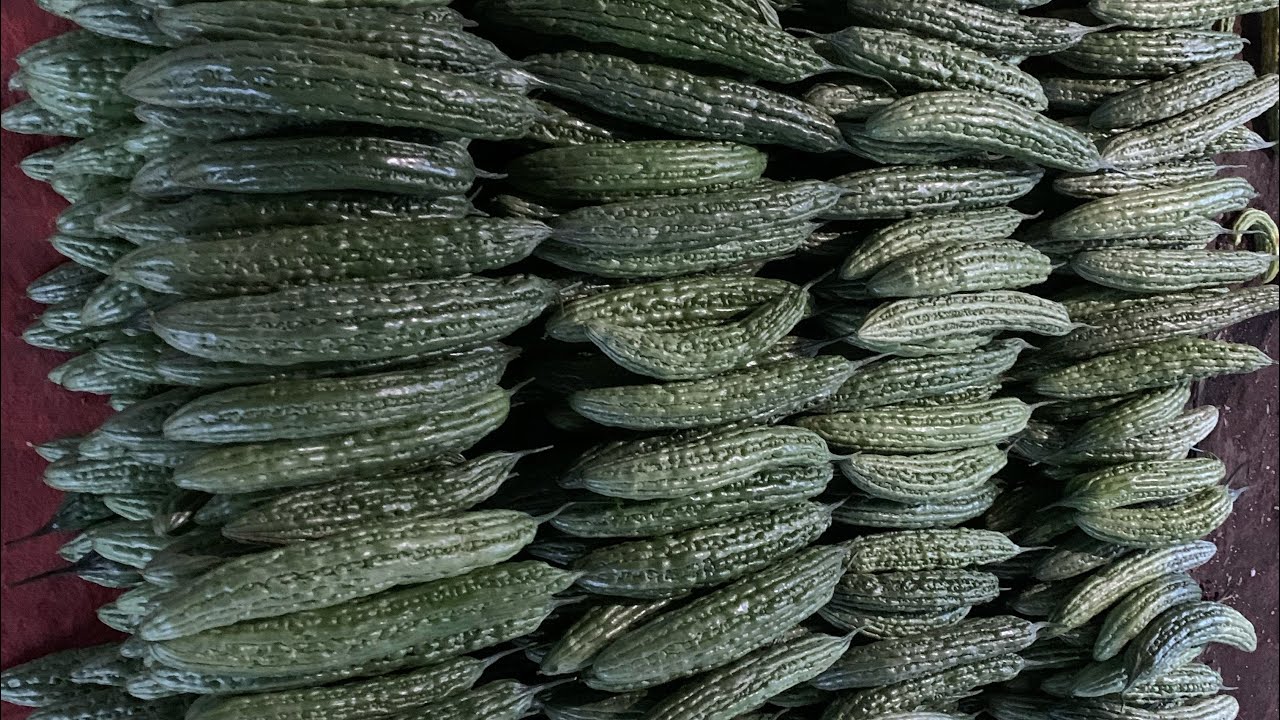 Harvest ng ampalaya